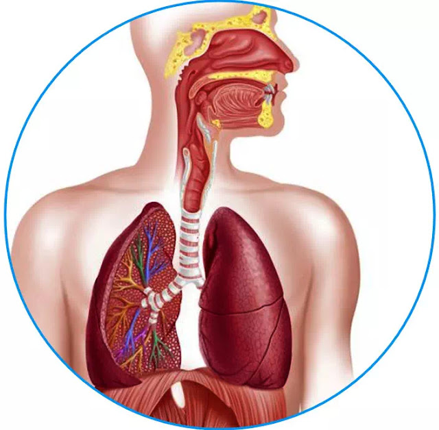 Ada 3 bagian utama dari sistem pernapasan: saluran napas, bagian paru-paru, dan otot-otot pernapasan. Saluran napas, yang meliputi hidung, mulut, faring, laring, trakea, bronkus, dan bronkiolus, membawa udara di antara paru-paru dan bagian luar tubuh.