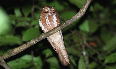 Spangled Owlet nightjar