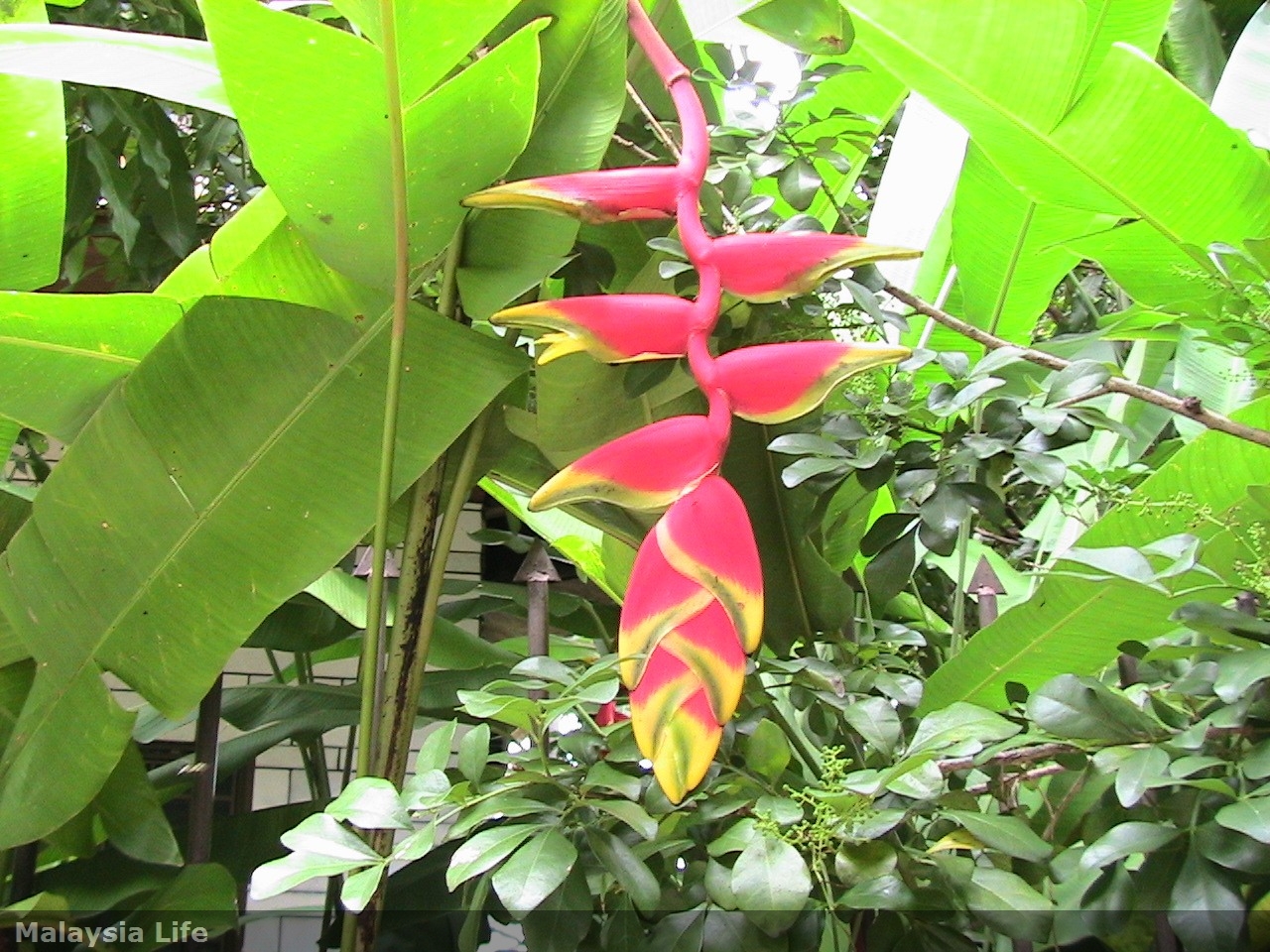 Malaysia Life イポーで見掛ける植物 2