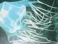 jellyfish hewan paling beracun di dunia