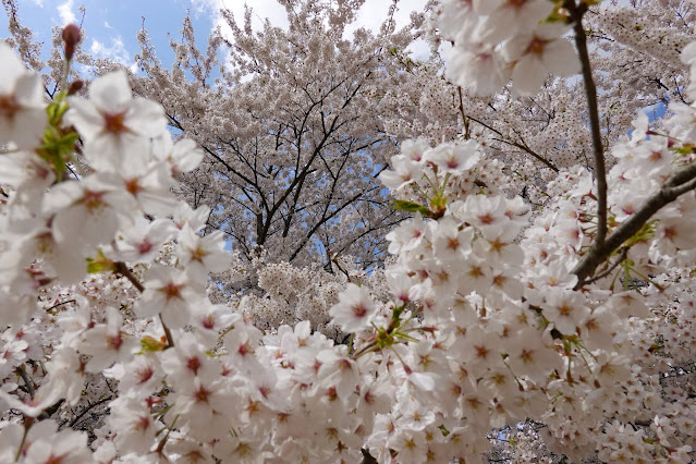 とっとり花回廊　芝生け広場並木　ソメイヨシノ（染井吉野）