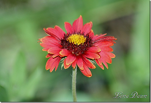 Gaillardia_Burgundy