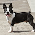 Boston Terrier