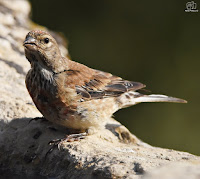 Pardillo común. (Carduelis cannabina)