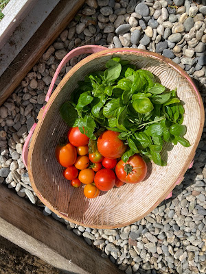 Tomato and basil in a trug.