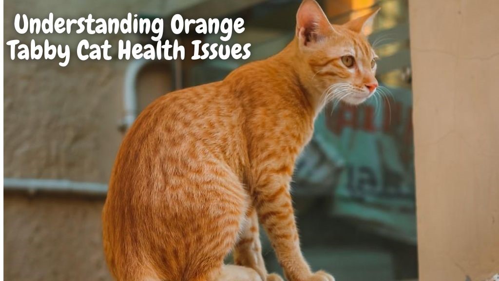 Understanding Orange Tabby Cat Health Issues