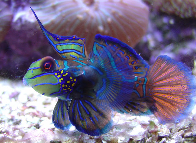 O peixe-mandarim (Synchiropus splendidus) é um peixe de água salgada, adaptado ao clima tropical que mede de 6 a 10 centímetros de comprimento. Vive escondido em fendas nos recifes de coral e alimenta-se de pequenos animais marinhos que passam próximos ao seu esconderijo. Também é encontrado, com menos frequência, em águas rasas protegidas, como lagoas costeiras e pequenas baías. 