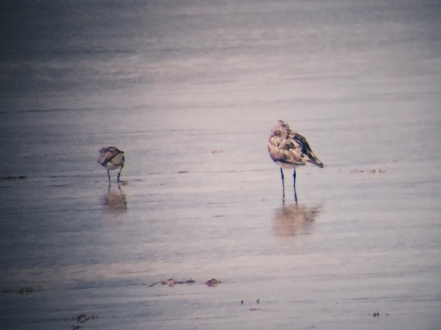 Migratory Birds in Olango Island