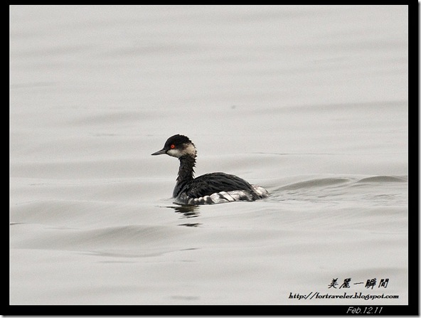 黑頸鷿鷈(2011-02-13塭底)6614