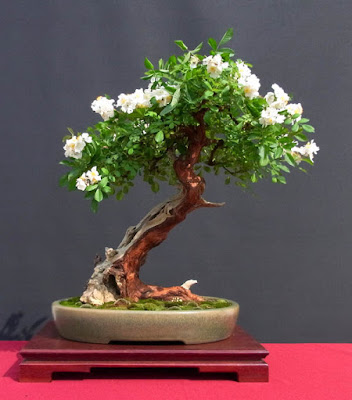 Bonsai Bunga Mawar