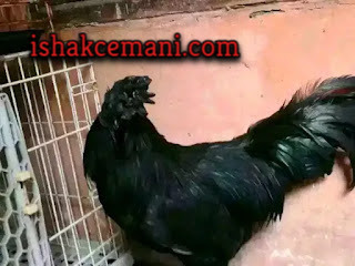 Ayam Cemani Sanggar Delima