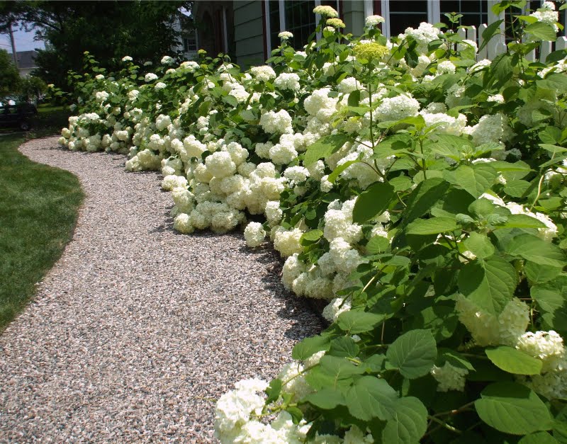 White Hydrangea