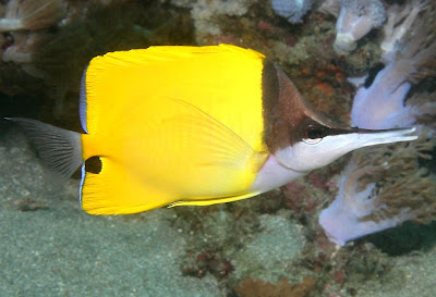 Top 10 Beautiful Aquarium Fish - BUTTERFLYFISH