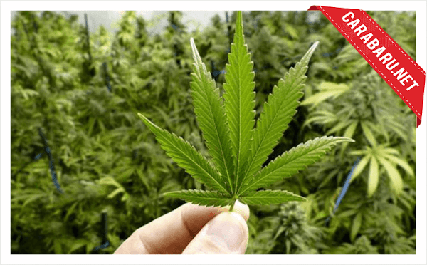 Bikin Tercengang, Beginilah Penampakan Ganja Jika di Lihat dari Mikroskop