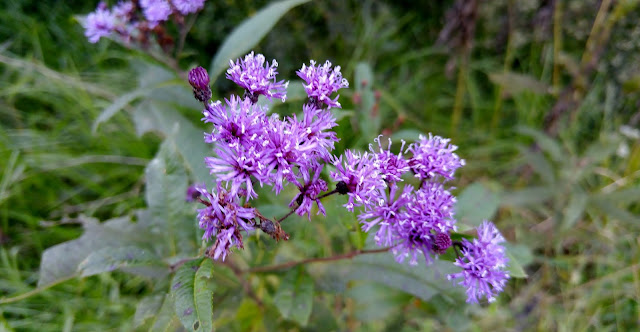 Purple wildflowers by our pond #fall #flowers