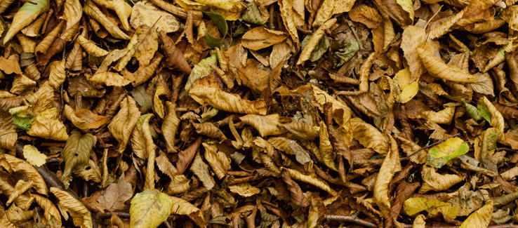 Fallen leaves decay to fertilize trees