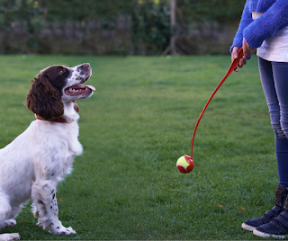 Liver and white Springer Spaniel dog looking a tennis ball launcher, held by a person out of shot