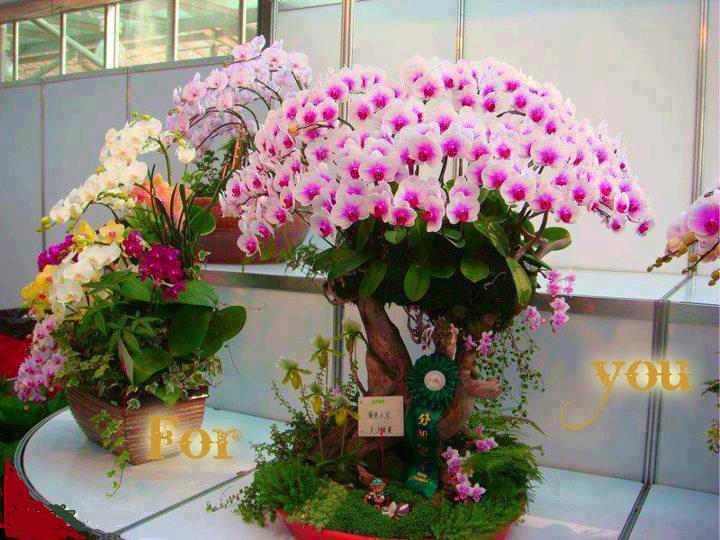 Gambar Gubahan Bunga Karya Paridah Ishak Pic Google Gambar 