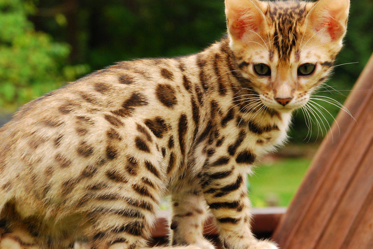 Foto Kucing Bengal Si Macan Kecil Eksotis Foto Kucing Terbaru