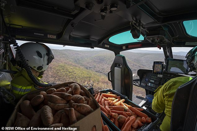 Aircrafts Are Used To Feed Thousands Of Animals That Are Starving To Death In Australia