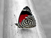 Posted by MyAdmin Labels: colorful backgrounds, colorful images (colorful butterfly )