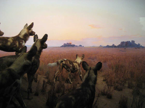 Natural History Dogs - An alert pack of dogs in a diorama at the American Museum of Natural History.