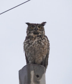 Great Horned Owl - Key Largo, Florida