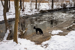 Beach along Taylor Creek that dogs like to play in.