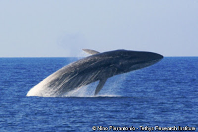 Fin Whale