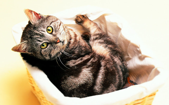 tabby cat, basket