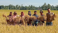 Masuki Masa Panen Raya Gabah di Aceh Besar Rp 4300/Kg