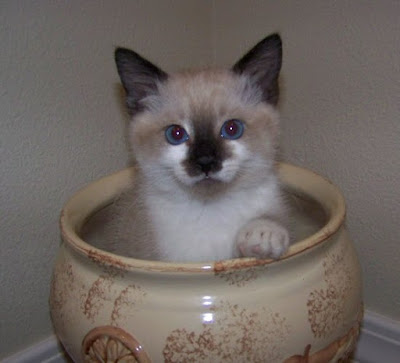 seal point snowshoe siamese