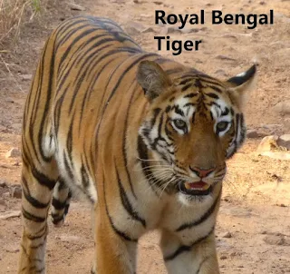 Royal Bengal Tigers has seen in another place