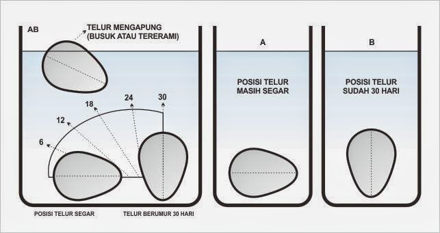 Hasil gambar untuk cara mengetahui telur segar