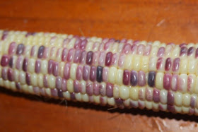 Coloured Sweet Corn