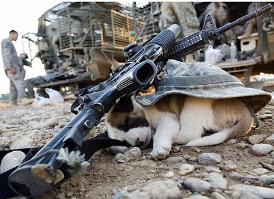 Soldiers with Pets Seen On www.coolpicturegallery.us