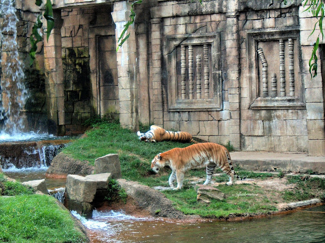 The Memphis Zoo Review - Tigers in Cat Country Photo by Cynthia Sylvestermouse
