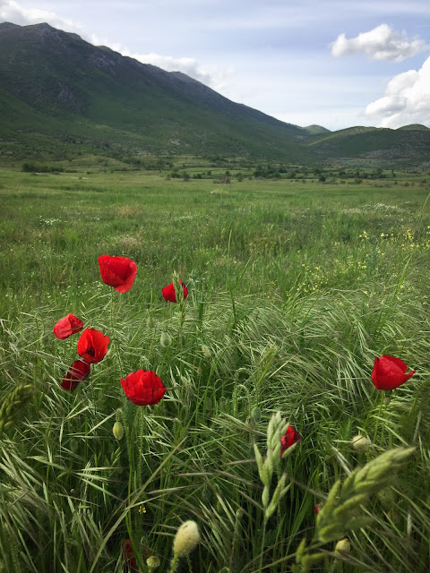 Poppies near Lake Prespa, Albania