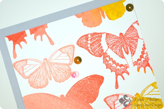 Butterfly Life Close Up