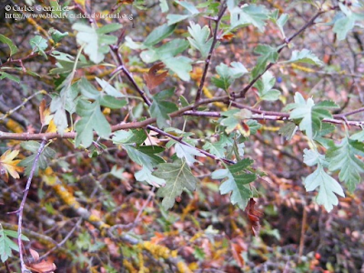 http://www.biodiversidadvirtual.org/herbarium/Crataegus-monogyna-Jacq.-img54404.html