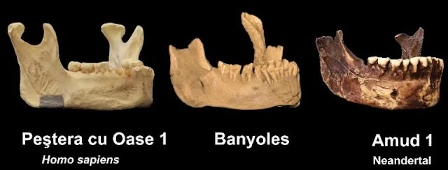 Comparación de mandíbulas. Banyoles, neandertal y homo Sapiens