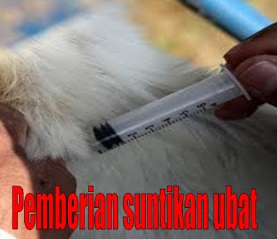 Bukan doktor veterinar: Asas Perubatan Veterinar