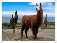 Guanaco Animal Pictures