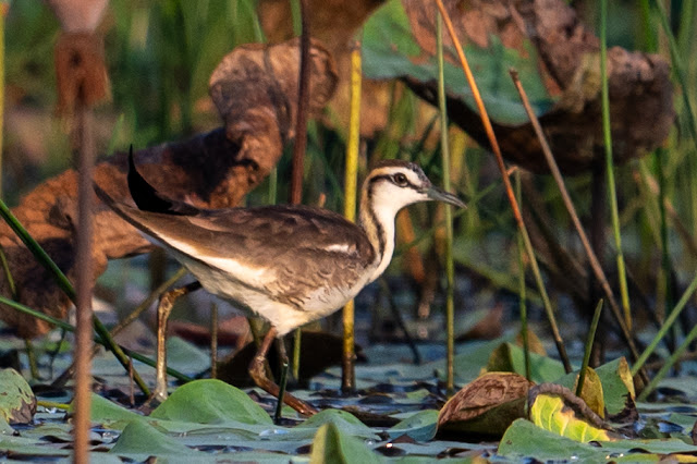 An Bui 2024 Dong Thap - Pheasant Tailed Jacana (Gà lôi nước)