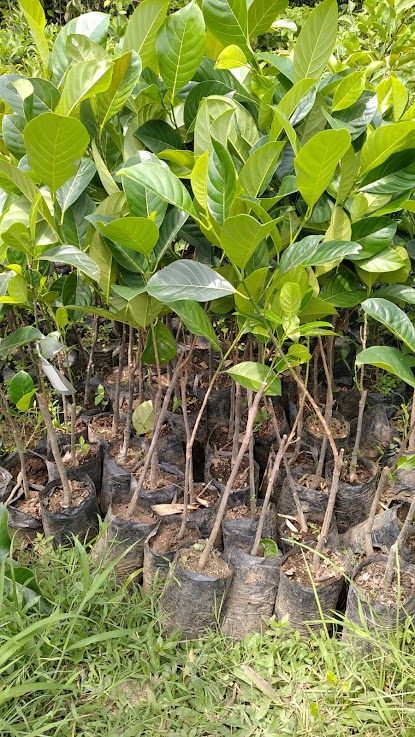 bibit tanaman nangka madu unggul jakarta barat Jawa Tengah