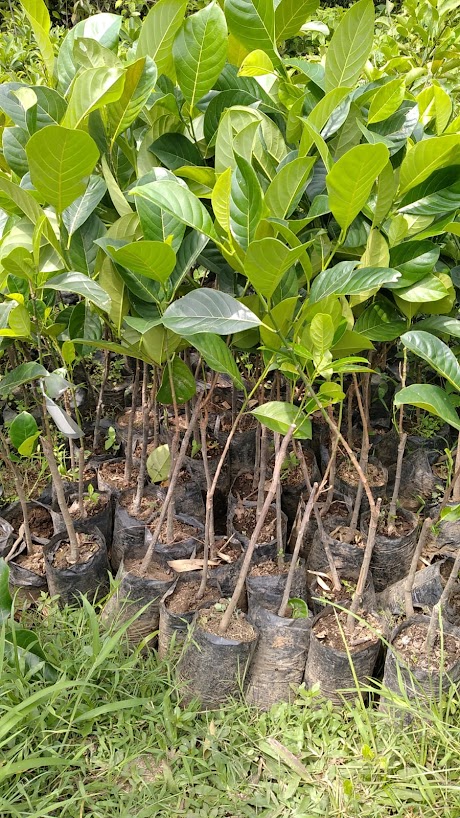 jual bibit pohon nangka madu cepat tumbuh jawa timur Kalimantan Timur