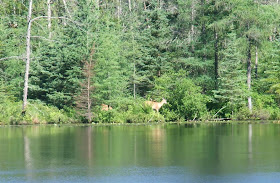 deer walking along the shore line, lake, michigan