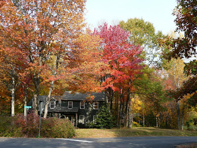 Fall colors and trees in Northern Virginia