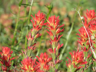 northern california wildflowers photography