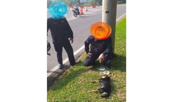 Anjing yang Dibawa Majikannya Masuk Masjid Ditemukan Mati Ketabrak